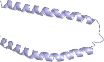 α-synuclein